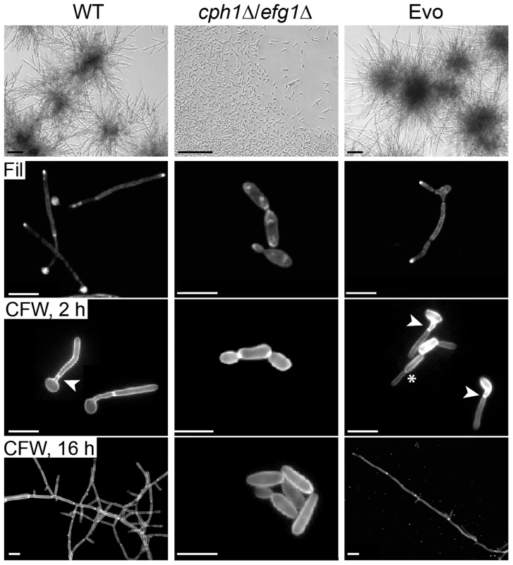 Co-incubation with macrophages led to regained filamentation in the <i>cph1</i>Δ/<i>efg1</i>Δ strain.