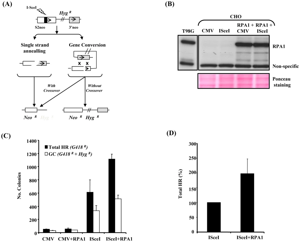 RPA1 over-expression results in a hyper-recombinogenic phenotype.