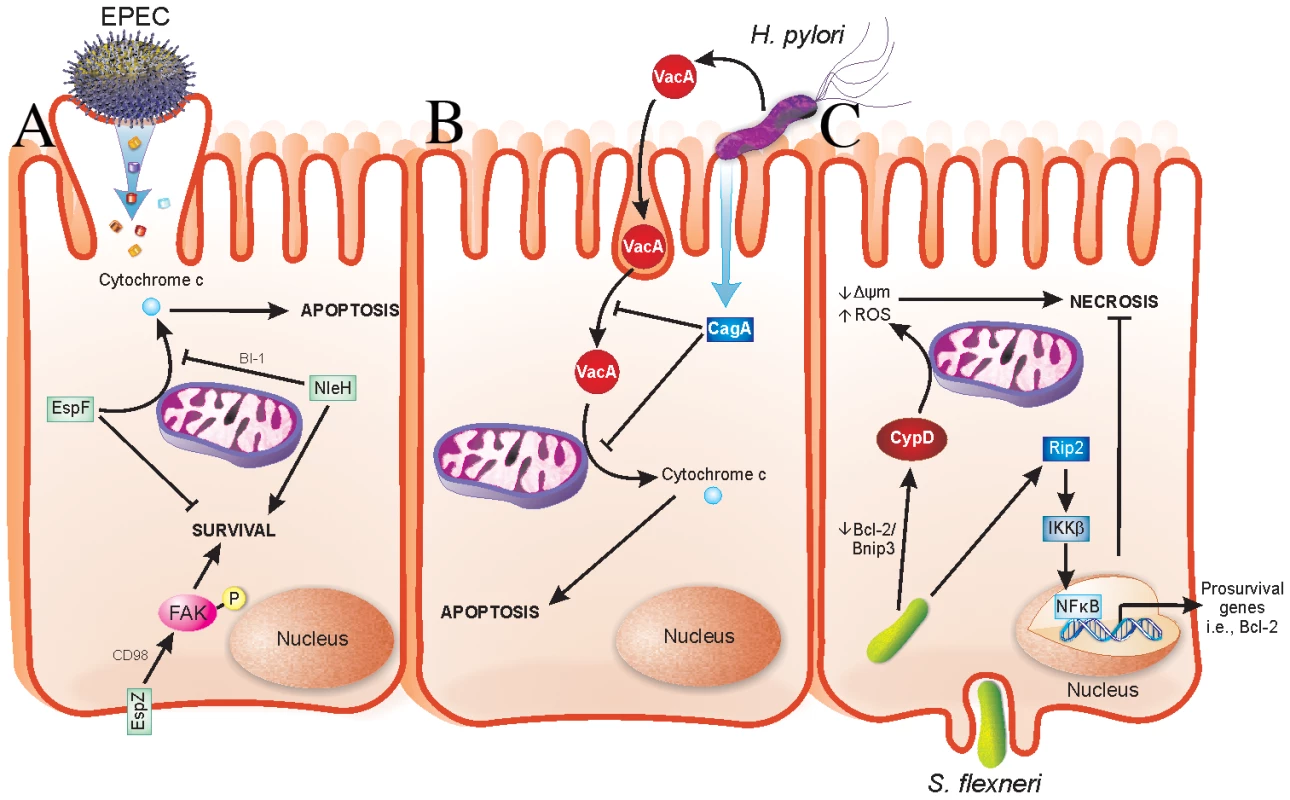 Strategies evolved by bacterial pathogens to restrain virulence.