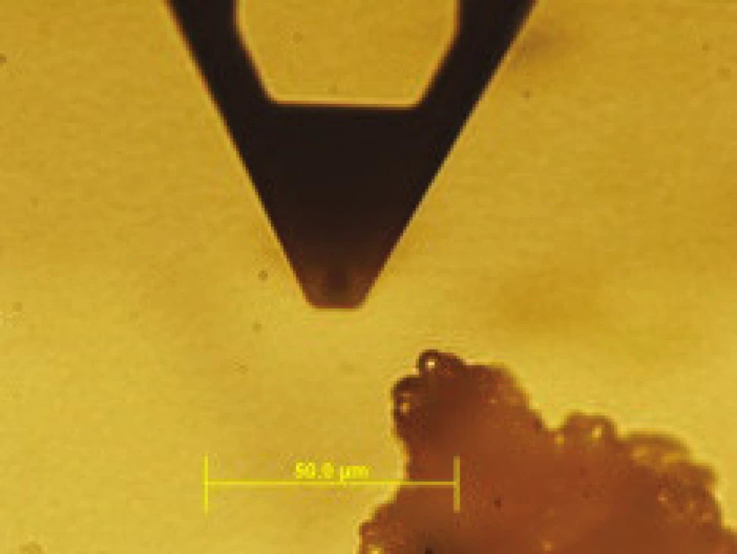 AFM nosník se skenujícím hrotem a zobrazovanými magnetickými nosiči, Olympus XI81, BF, zvětšení 600x, (a) MPG – STV coated, (b) částice PGMA-COOH.