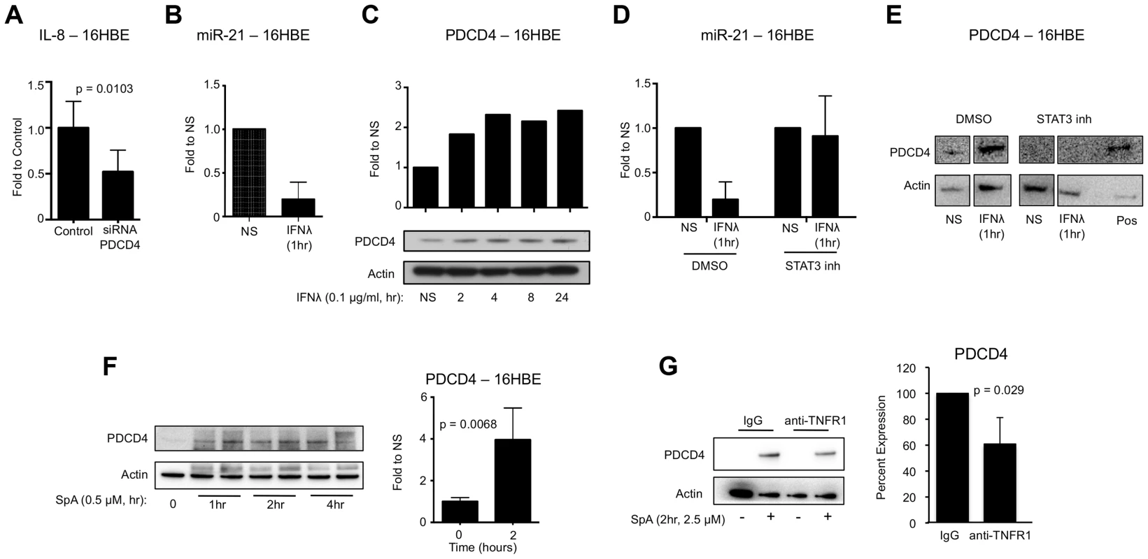 IFNλ regulation of miR-21 and PDCD4.