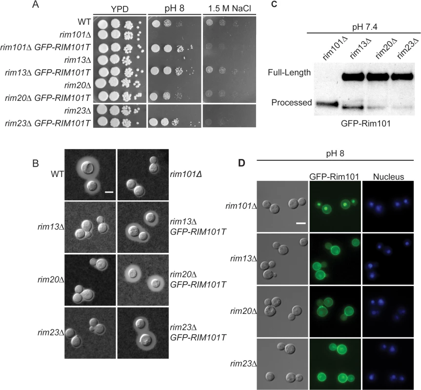 Role of Rim13 and Rim23 orthologs in Rim101-regulated phenotypes.