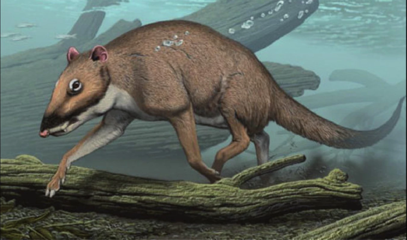 Indohyus, raný pravděpodobný vývojový předchůdce velryb– možný zevní vzhled, umělecká rekonstrukce. (Geisler a Theodor, 2009, Thewissen et al., 2009).