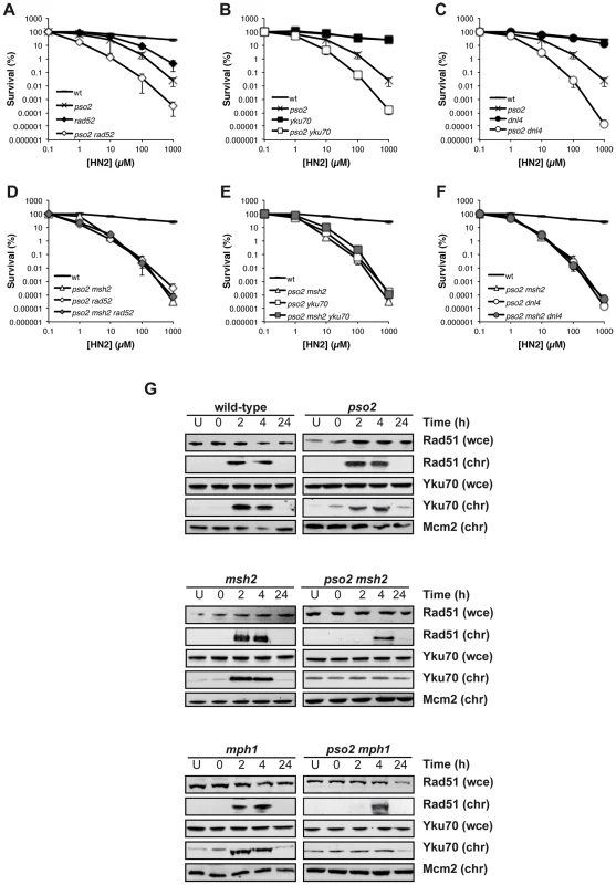 HRR and NHEJ mediated repair of ICL-associated DSBs is precluded in cells lacking Pso2 and components of the Mph1-Mgm101-MutSα repair pathways.