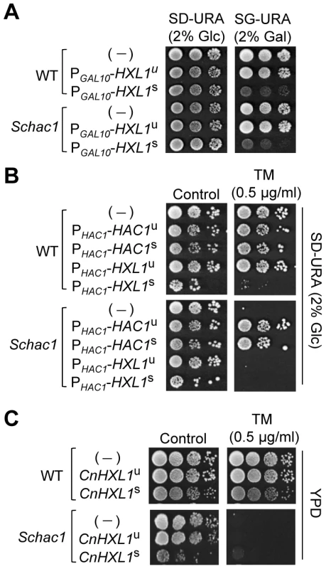 Heterologous expression analysis of <i>C. neoformans HXL1</i> in <i>S. cerevisiae hac1</i> mutants.
