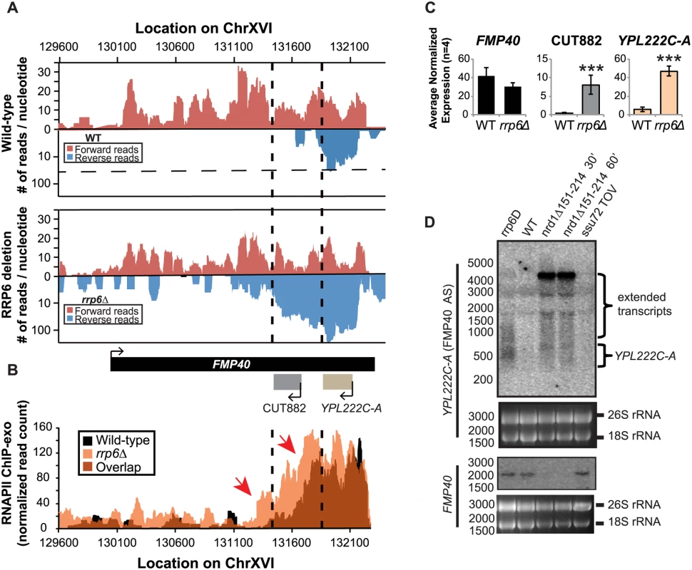 The <i>FMP40</i> antisense transcript <i>YPL222C-A</i> is extended in <i>rrp6Δ</i> deletion cells as a result of inefficient RNAPII termination.