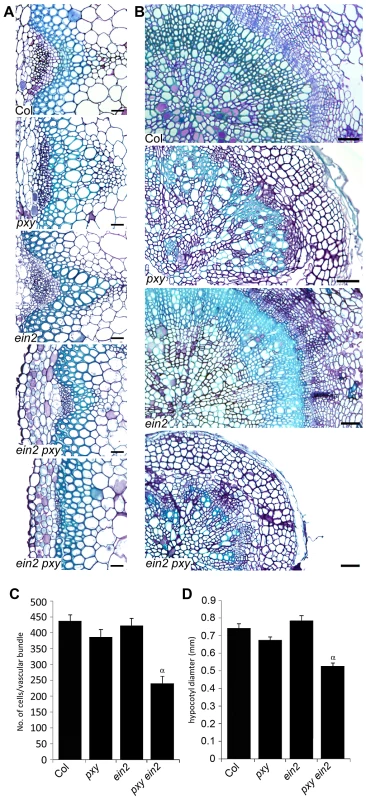 Analysis of vascular cell division in <i>ein2</i> and <i>pxy</i> mutant combinations.