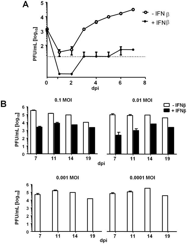 IFNβ restricts MCMV replication in LSECs.