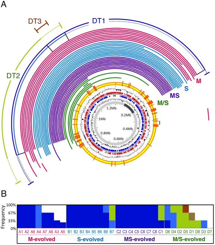 Parallel deletions on megaplasmid found in evolved isolates.
