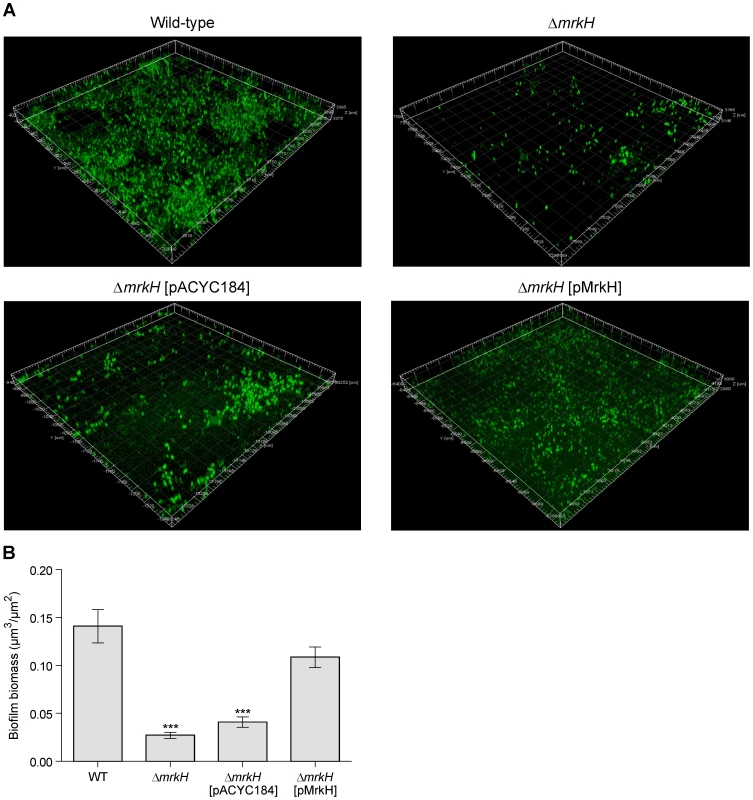 Flow-cell-cultivated biofilm formation by <i>K. pneumoniae</i> AJ218 after 4 days.