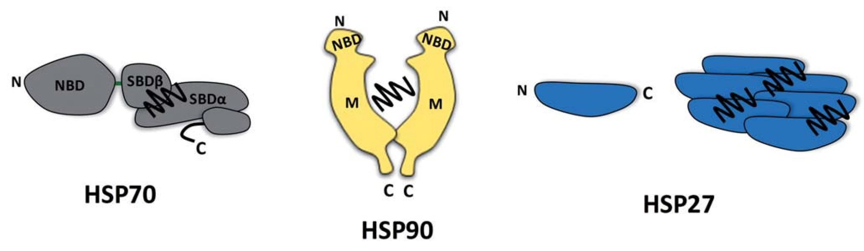Molekulární chaperony HSP70, HSP90 a HSP27.
Molekulární chaperony HSP70 a HSP90 se vyznačují vícedoménovou strukturou. Vazba ATP do NBD (nucleotide-binding domain) chaperonu HSP70 vede k alosterickým změnám v SBDαβ (substrate-binding domain), které ovlivňují uvolňování navázaného substrátu (vlnovka). Protein HSP90 tvoří konstitutivní dimer. Substrát vázající místo není u tohoto chaperonu přesně definováno, avšak konformační změny HSP90 jsou indukovány vazbou ATP do NBD. Struktura HSP90 je dále tvořena střední (middle – M) a C-koncovou doménou (C-terminal domain – C). Chaperon HSP27 náležící k malým HSP proteinům nemá ATPázovou aktivitu a vykazuje homologii k αB-krystalinu. Tento chaperon je schopen tvořit oligomery, které se podílejí na zabraňování tvorby agregátů.