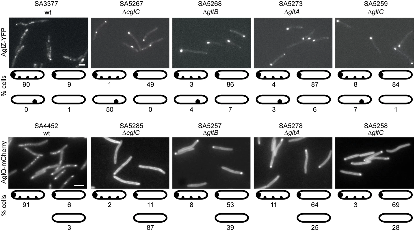 AglZ-YFP and AglQ-mCherry incorporation into motility complexes depends on CglC, GltB, GltA and GltC.