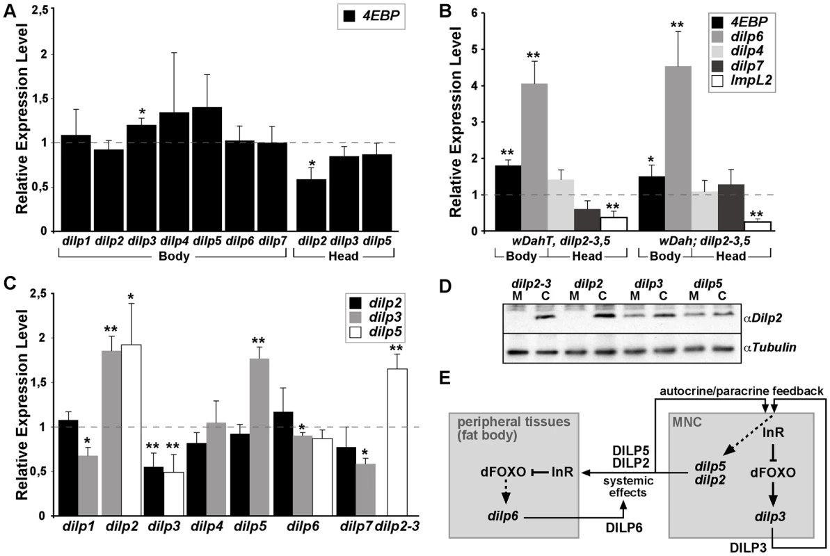 Compensatory regulation of gene expression in <i>dilp</i> mutants.