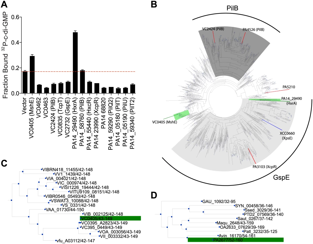 C-di-GMP binds to <i>V</i>. <i>cholerae</i> and <i>P</i>. <i>aeruginosa</i> homologs of MshE.