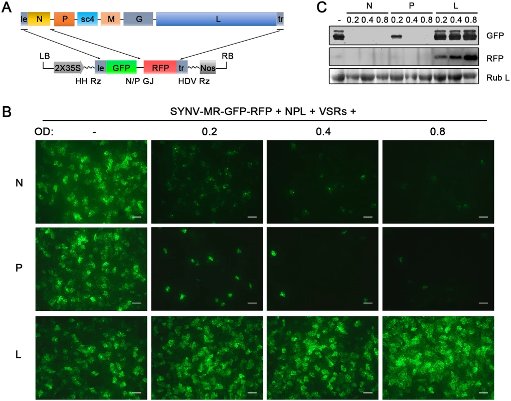 Improvement of SYNV minireplicon (MR) expression by optimizing the core protein ratios.