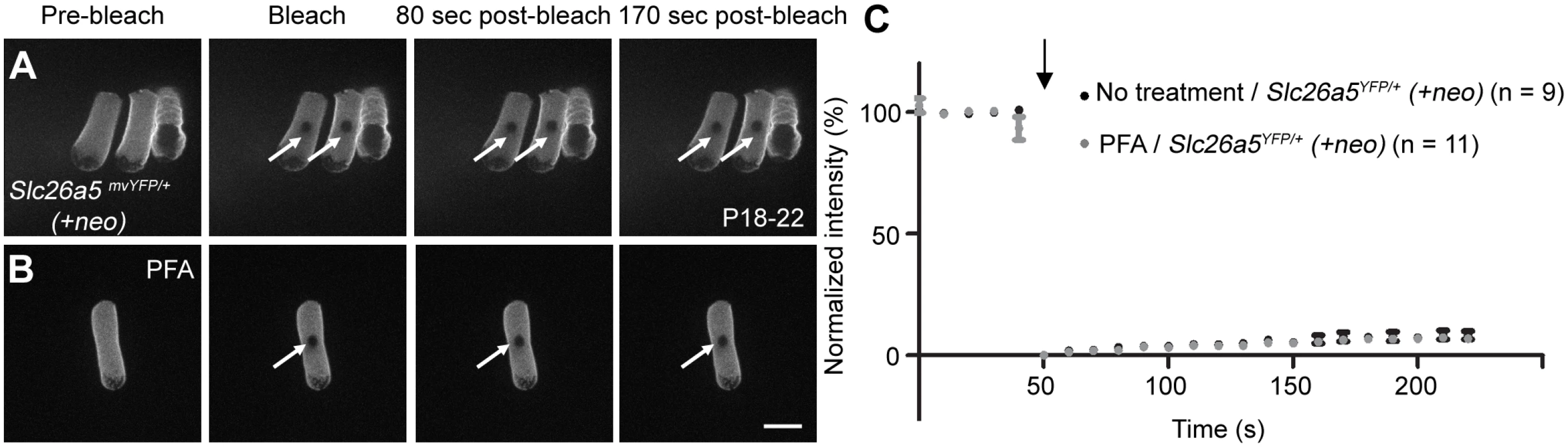 FRAP analysis reveals that Slc26a5 has little lateral mobility in the isolated <i>Slc26a5</i><sup><i>YFP/+</i></sup> <i>(+neo)</i> OHCs.