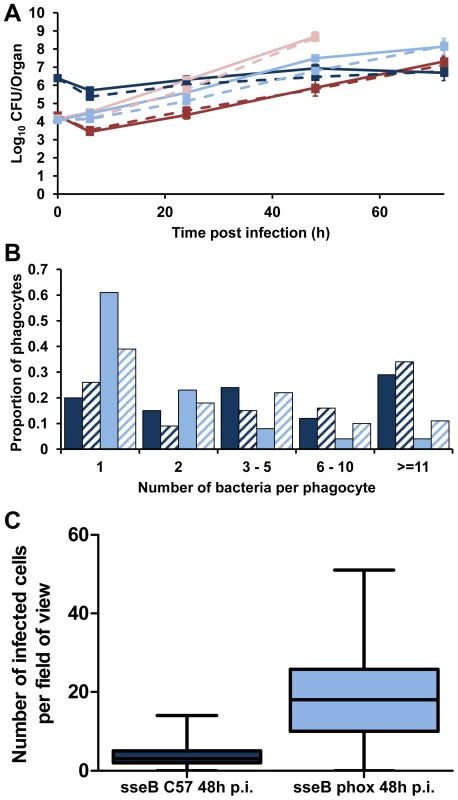 Phagocyte NADPH oxidase inhibits <i>Salmonella</i> spread in the tissues in the absence of SPI-2 T3SS.