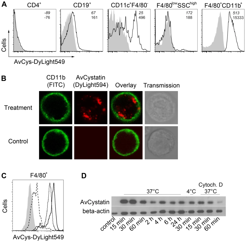 Uptake of AvCystatin by peritoneal macrophages.