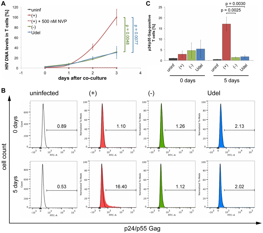 Tetherin can prevent MDMs from initiating a spreading infection in T cells.