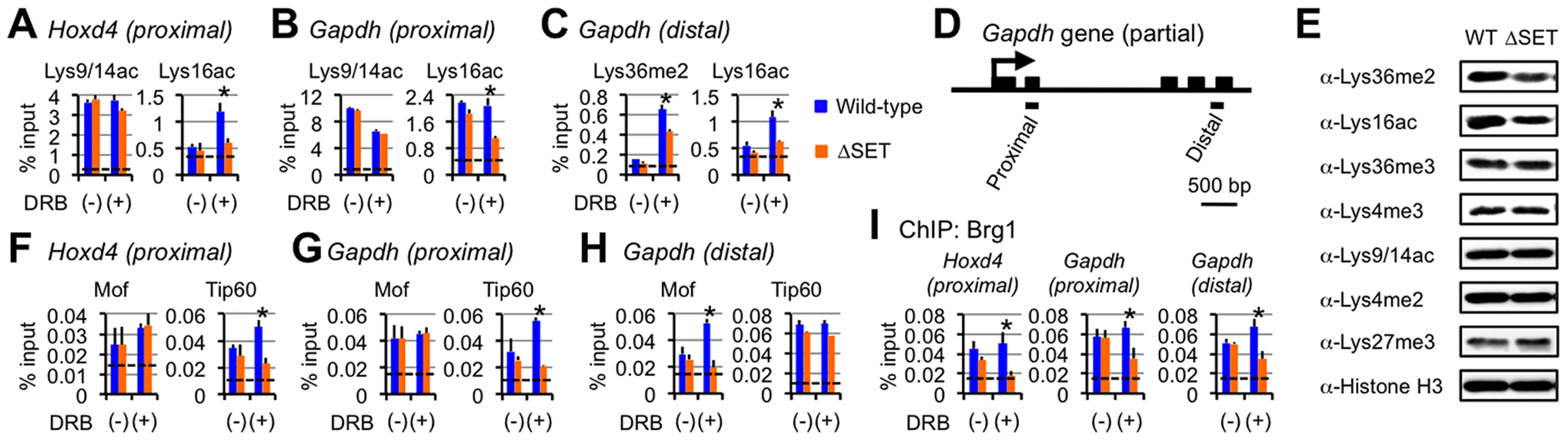 Functional links of Ash1l to the Tip60, Mof, and Brg1 complexes.