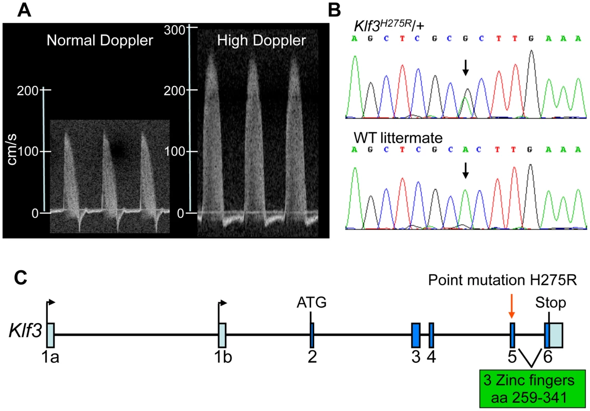 Mapping and identification of <i>Klf3</i><sup>H275R</sup> mutation.