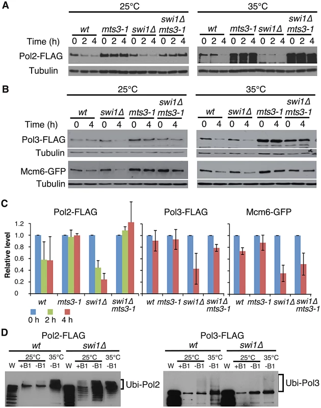 Ubiquitin-proteasome-dependent degradation of replisome core components in the absence of Swi1.
