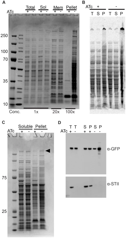 Depletion of Ms DnaK leads to an increase in insoluble protein, including large, multimodular proteins.