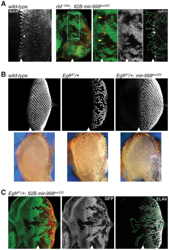 <i>mir-998<sup>exc222</sup></i> suppresses EGFR signaling.