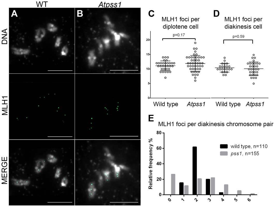 MLH1 immunolocalization.