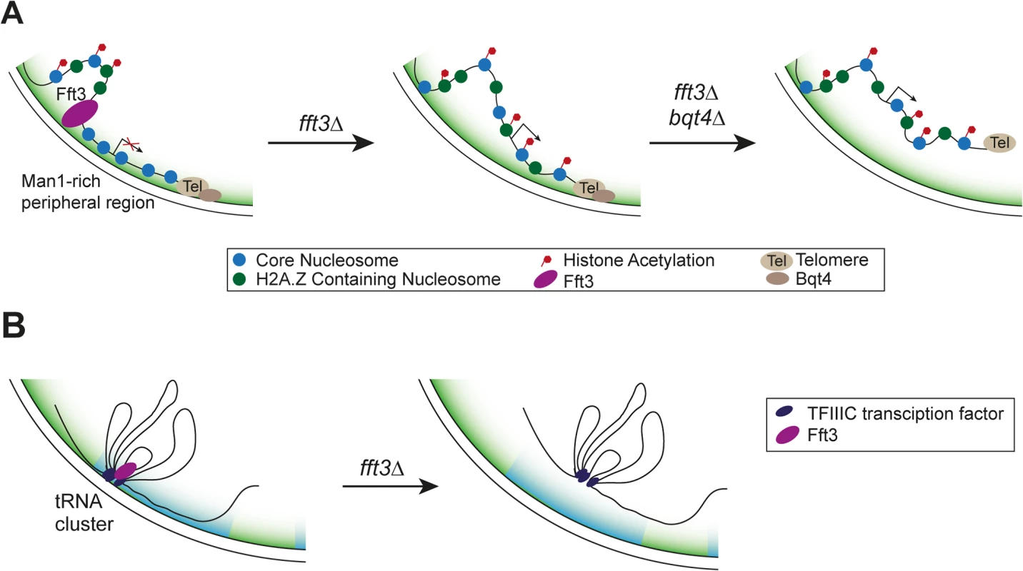 Proposed mechanism of how Fft3 regulates subtelomeric chromatin and tRNA positioning.