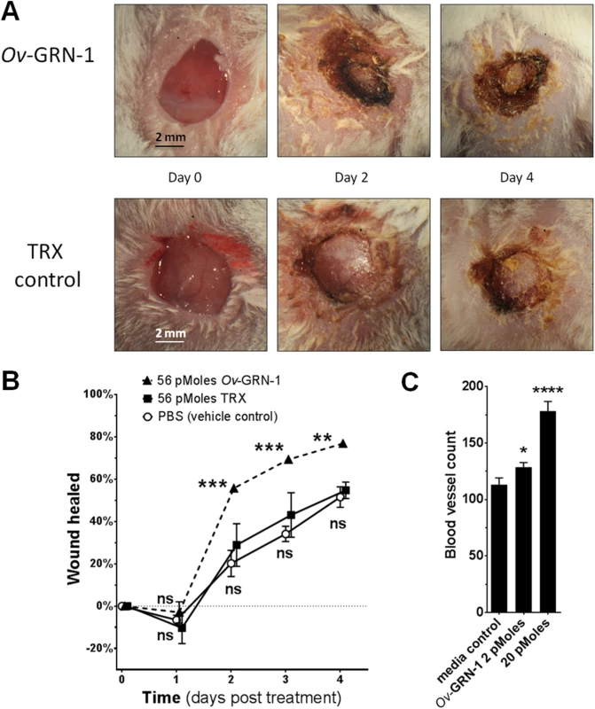 <i>Ov-</i>GRN-1 stimulated wound repair <i>in vivo</i>.