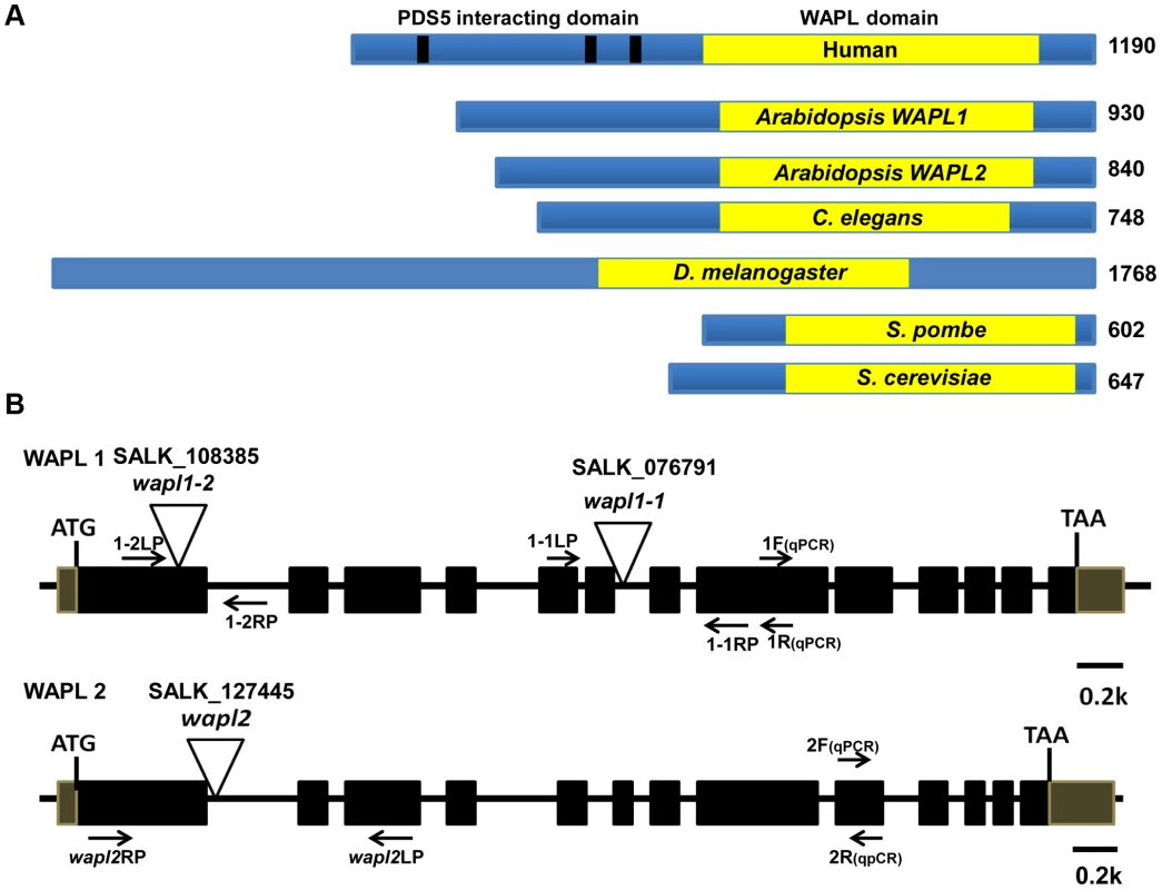<i>Arabidopsis</i> WAPL protein and gene structures.