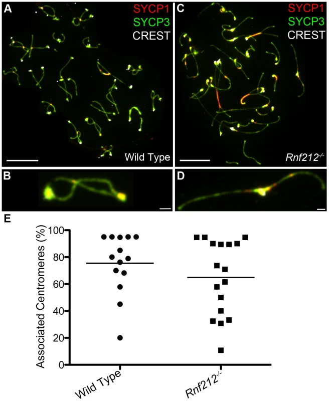 Centromere association in the absence of crossing-over.