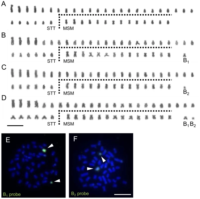 B chromosomes in the pedigree of <i>L. rubripinnis</i> from the Matumbi Island population.