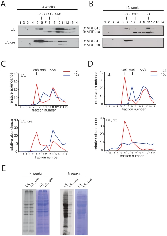Mitochondrial ribosome assembly and <i>de novo</i> translation in hearts of <i>Mterf3</i> knockout mice.