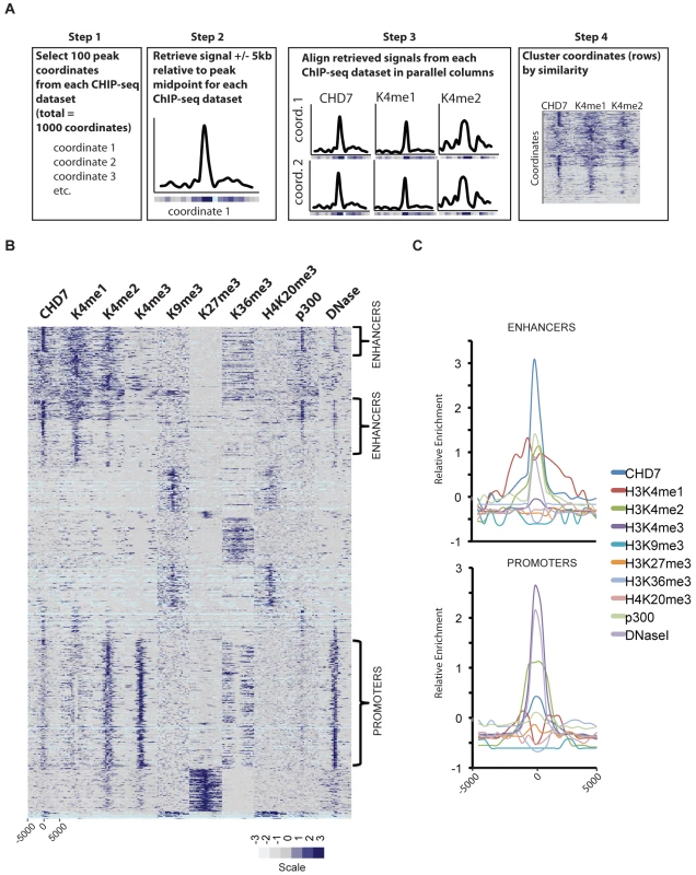 CHD7 localizes to enhancers and promoters.