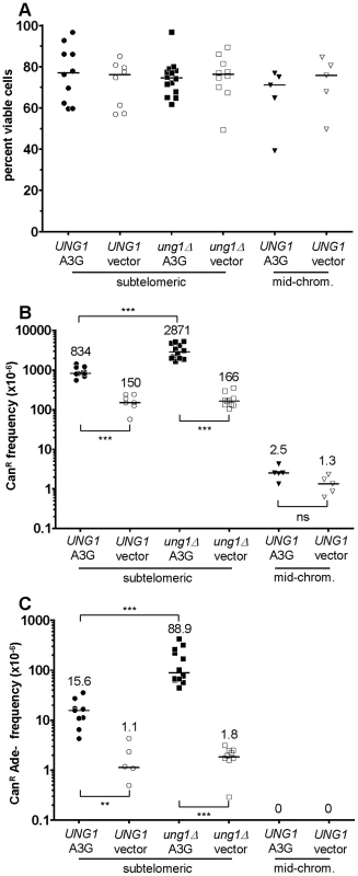 The activity of human APOBEC3G on the ssDNA mutagenesis reporter system.