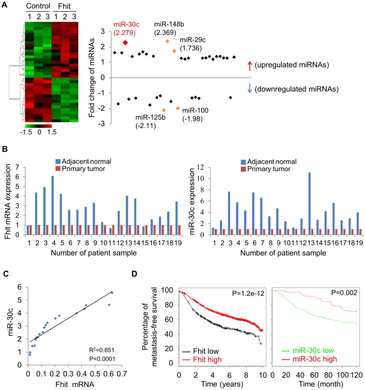 FHIT expression leads to activation of miR-30c in lung cancer.