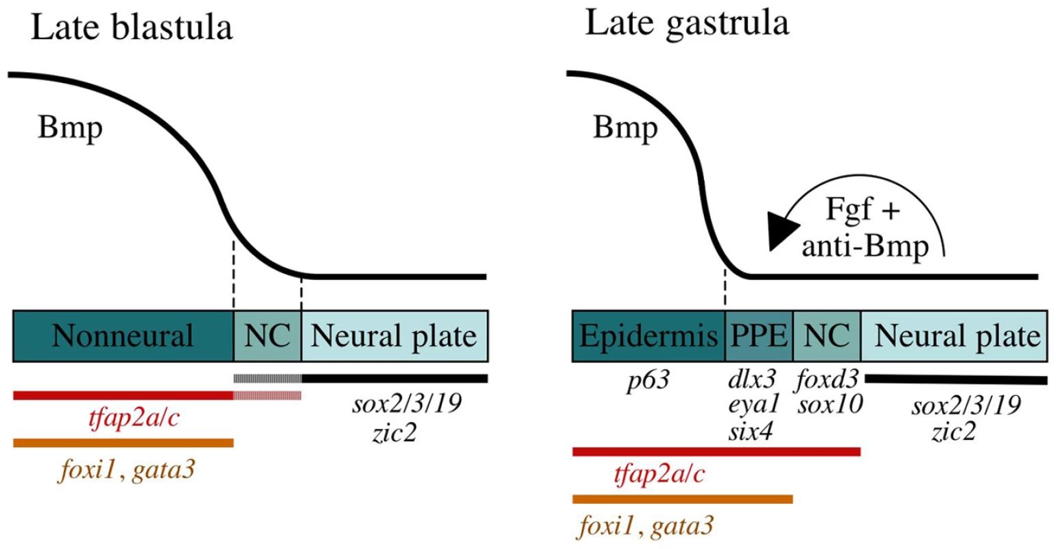 A model for sequential phases of preplacodal development.