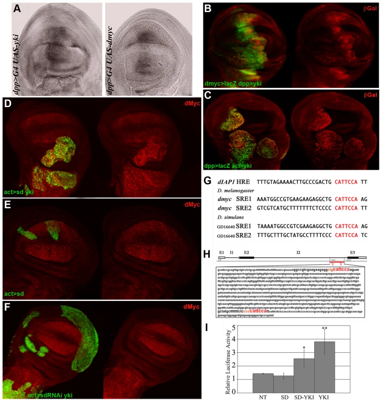 Yki regulates <i>dmyc</i> transcription.