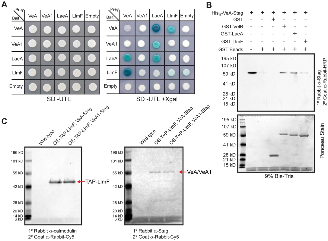 LlmF interacts with VeA in the yeast-two-hybrid, <i>in vitro</i> GST pull-down, and <i>in vivo</i> co-purification.