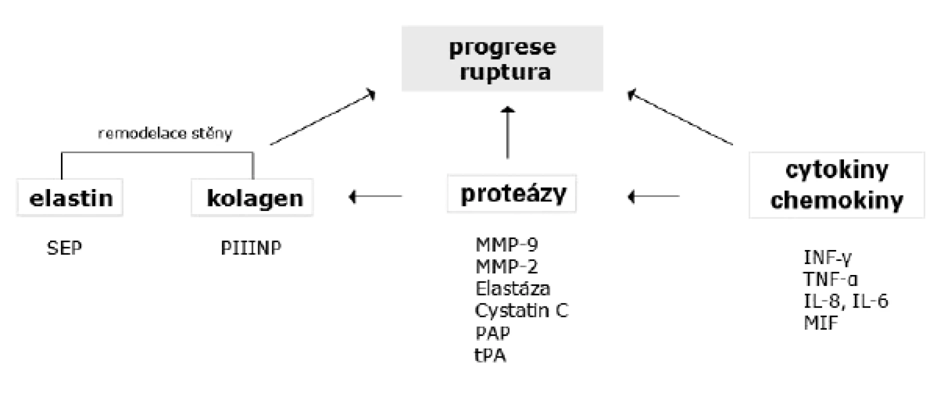 Potencionální biomarkery progrese AAA