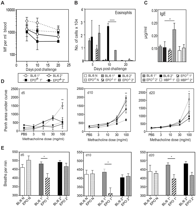 EPO is not required for Mf survival but contributes to pulmonary eosinophil recruitment, total IgE production and nematode-induced in lung physiology following Mf infection.