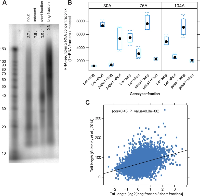 A fractionation-based approach to determine transcriptome-wide poly(A)-tail lengths.