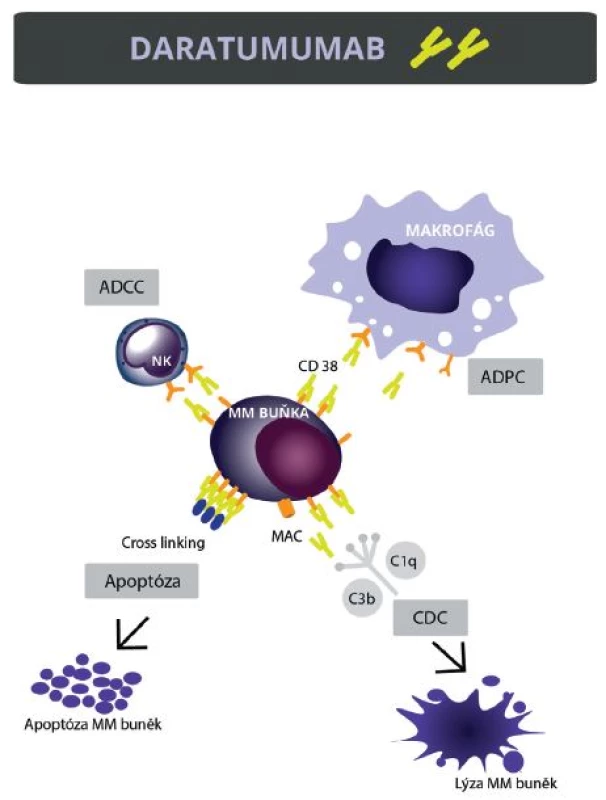 Mechanismus účinku daratumumabu
Daratumumab indukuje smrt myelomových buněk několika mechanismy: 1. ADCC (antibody dependent cellular cytotoxicity), 2. CDC (complement dependent cytotoxicity), 3. ADCP (antibody-dependent cellular phagocytosis), 4. přímá indukce apoptózy v myelomových buňkách.