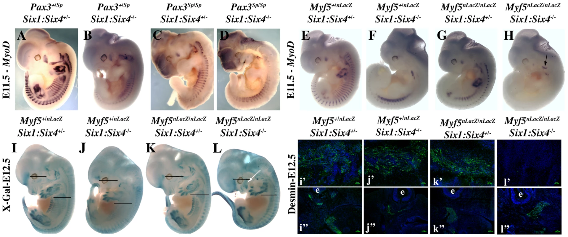 Axial <i>Myod</i> expression is lost in <i>Myf5<sup>−/−</sup>:Six1<sup>−/−</sup>/Six4<sup>−/−</sup></i> embryos.