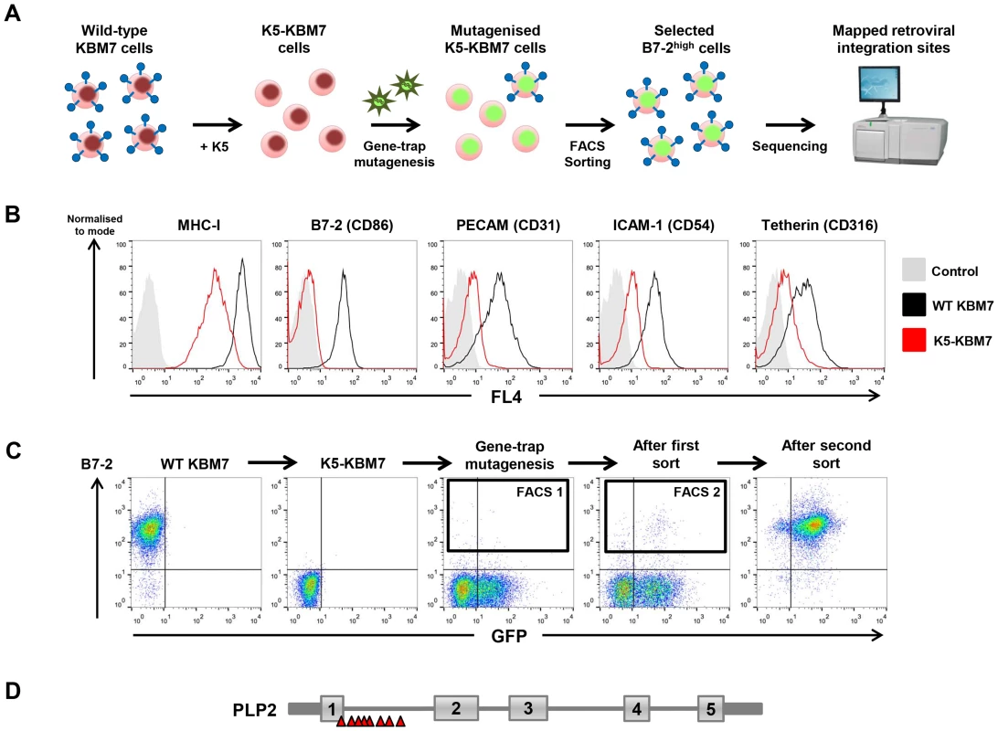 A haploid genetic screen identifies a requirement for the PLP2 gene in the K5-mediated downregulation of B7-2.
