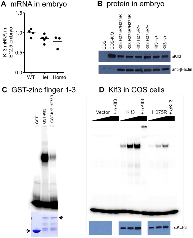 <i>Klf3<sup>H275R</sup></i> mRNA, protein, and impairment in DNA binding.