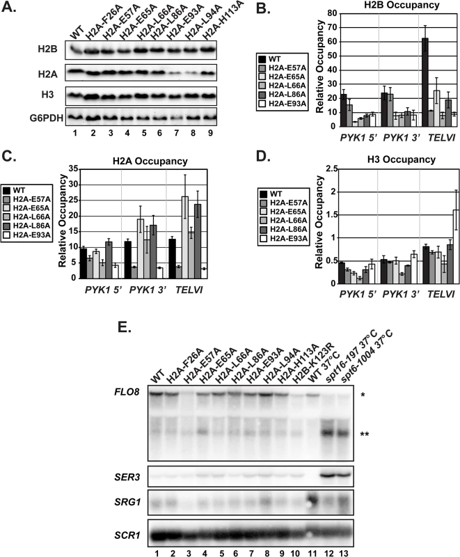 The H2A substitutions affect histone levels on genes but do not greatly affect transcription of genes that are sensitive to nucleosome occupancy.