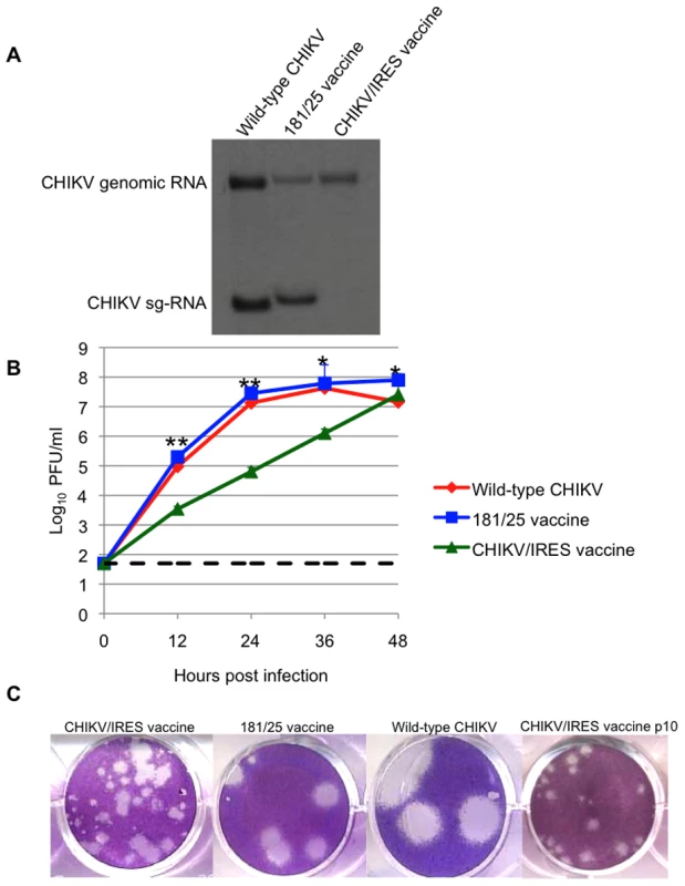 Replication of CHIKV/IRES in vitro.